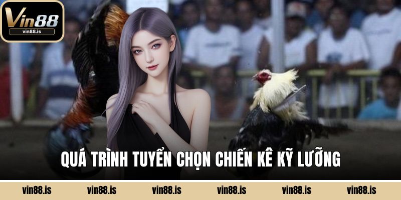 Quá trình tuyển chọn chiến kê kỹ lưỡng