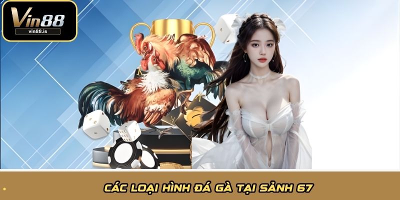 Các loại hình đá gà tại sảnh 67