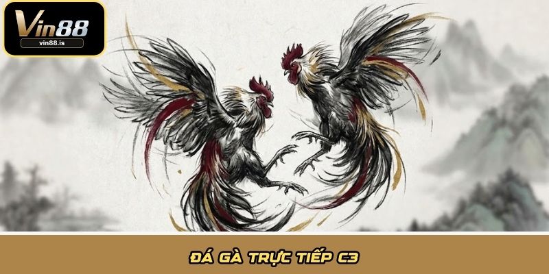 Đá gà trực tiếp C3