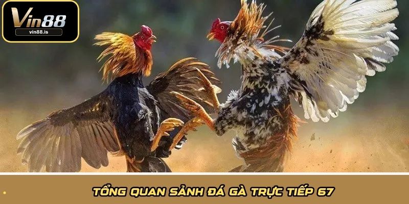 Tổng quan sảnh đá gà trực tiếp 67