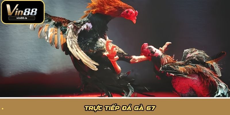 Trực tiếp đá gà 67